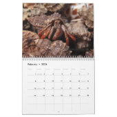 krabby, Hermit Crabs Kalender (Feb 2026)