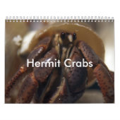 krabby, Hermit Crabs Kalender (Hoes)