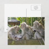 Krabetende Macaque, Macaca fasciularis, in Ubud Briefkaart (Voorkant / Achterkant)