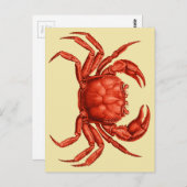 krabontwerp briefkaart (Voorkant / Achterkant)