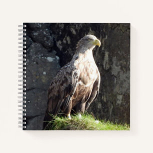 Krachtige witstaartarend Oceaan Klif Habitat Notitieboek