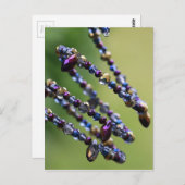 kralen-809 briefkaart (Voorkant / Achterkant)