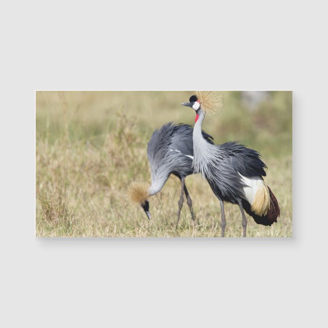 Kranen bij Masai Mara (Voorkant)