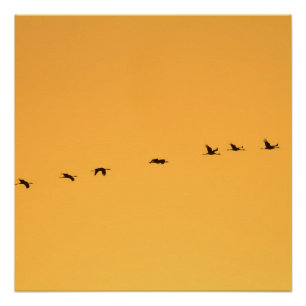 Kranen bij zonsopgang perfect poster