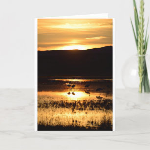 Kranen die bij zonsondergang voeden kaart