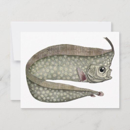  kreeften, zeewaterdieren (Voorkant)