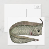  kreeften, zeewaterdieren briefkaart (Voorkant / Achterkant)