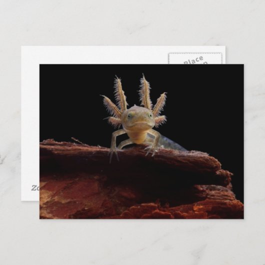 Kreet Briefkaart (Voorkant / Achterkant)