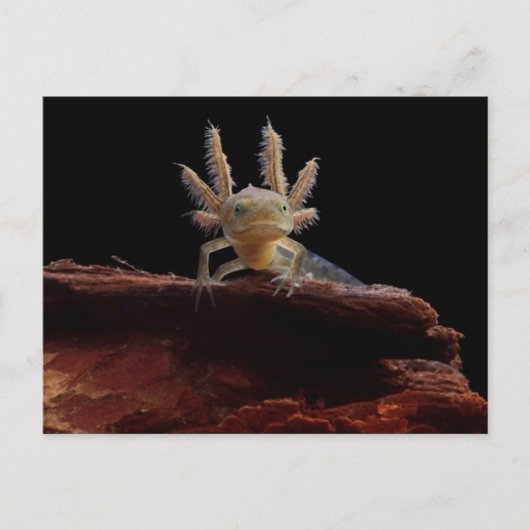 Kreet Briefkaart (Voorkant)