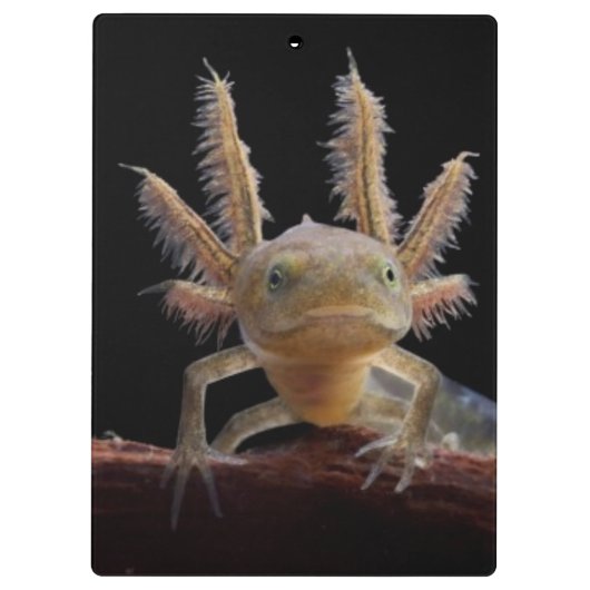 Kreet Klembord (Achterkant)