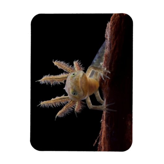 Kreet Magneet (Verticaal)