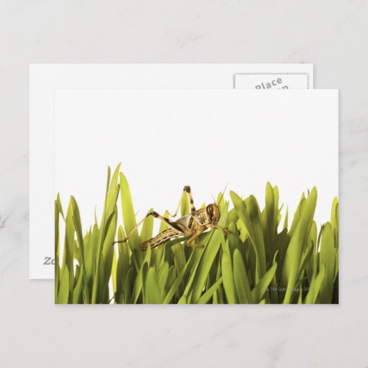 Krekel in tarwegras briefkaart (Voorkant / Achterkant)