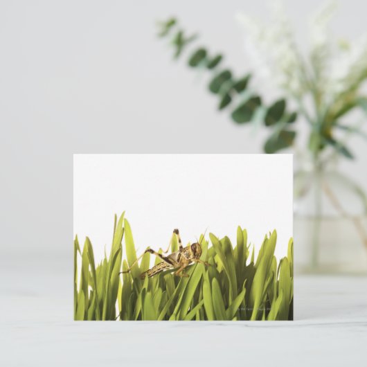 Krekel in tarwegras briefkaart