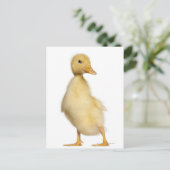 Krelen (1 week oud) briefkaart (Staand voorkant)