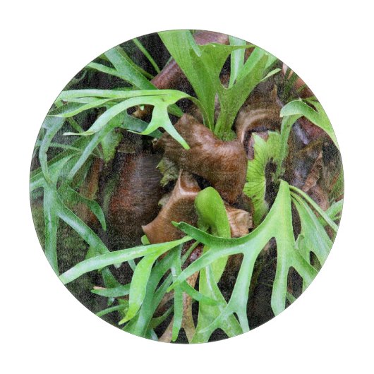 Kreukwerk - Staghorn Fern Snijplank (Voorkant)
