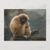 Kreukwittebaars Briefkaart (Voorkant)