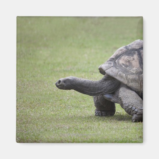 Kreuzenschildpad met gras magneet (Voorkant)