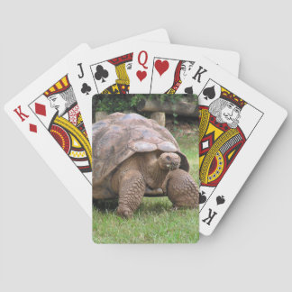 Kreuzenschildpad Pokerkaarten