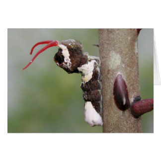 Kreuzenzwalustaart vlinderstaart