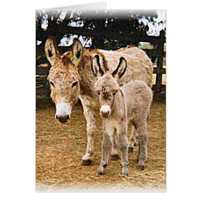 Kriiter Korner (Devant)