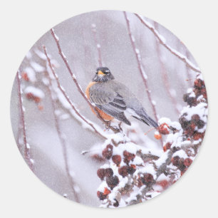 Krijger Amerikaanse Roodborst in Winter Ronde Sticker