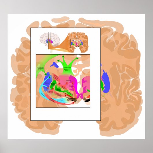 Kringlopen van Basal Ganglia Poster (Voorkant)