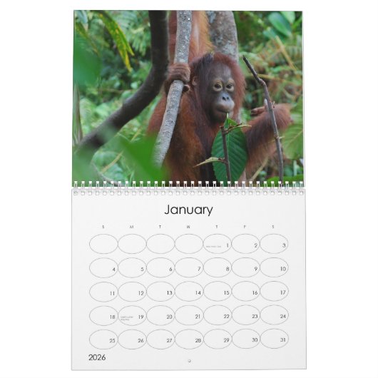 Krista Orangutan calendrier caritatif de la faune (Jan 2026)