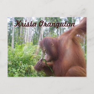 Krista Orangutan in Borneo Rainforest Briefkaart