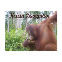 Krista Orangutan in Borneo Rainforest