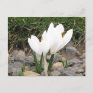 Kroaten en Briefkaart van bijen