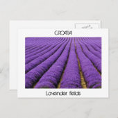 KROATIË - lavendervelden Briefkaart (Voorkant / Achterkant)