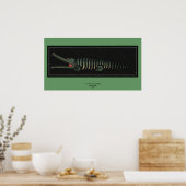Krokodil - Antiquarian Colorful Book Illustration Poster (Keuken)