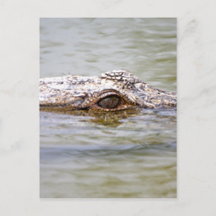 Krokodil Briefkaart