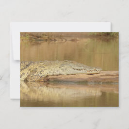 Krokodil briefkaart