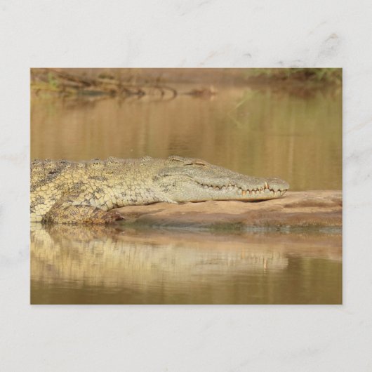 Krokodil briefkaart (Voorkant)