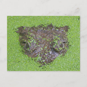 Krokodil Eyes Peking out Water Briefkaart