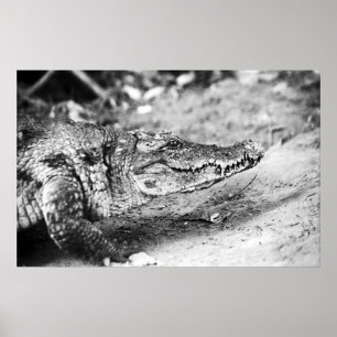 Krokodil in Gambia Poster