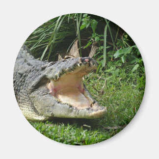 Krokodil Magneet