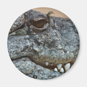 Krokodil Magneet