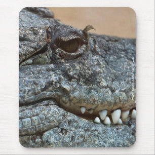 Krokodil Muismat