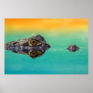 Krokodil op Stilstaan Water Poster
