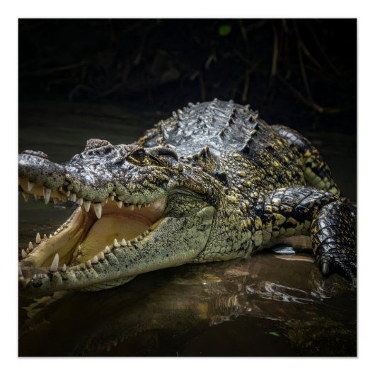 Krokodil Perfect Poster (Voorkant)
