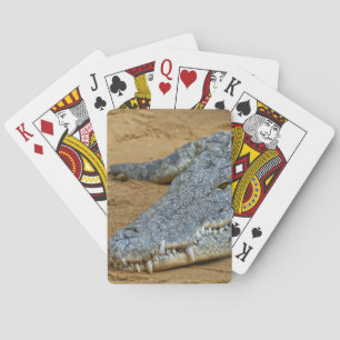 Krokodil Pokerkaarten