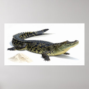 Krokodil Poster