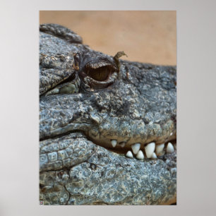 Krokodil Poster
