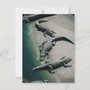 Krokodillen rusten op een Riverbank Wildlife Briefkaart