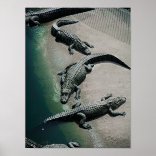 Krokodillen rusten op een Riverbank Wildlife Poster