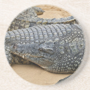 Krokodillen Zandsteen Onderzetter