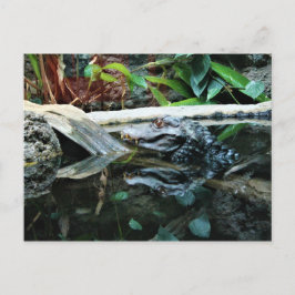 krokodillenreflectieopname briefkaart