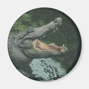 Krokodilreptielen, oud marien dierenleven magneet
